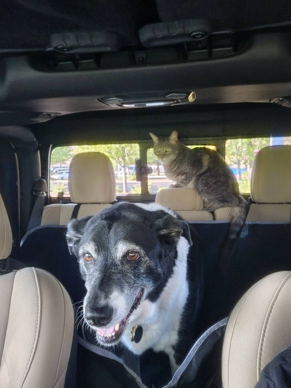 Jeep Gladiator Let’s see your pets cause they are the best companion you can have!!!!! open house