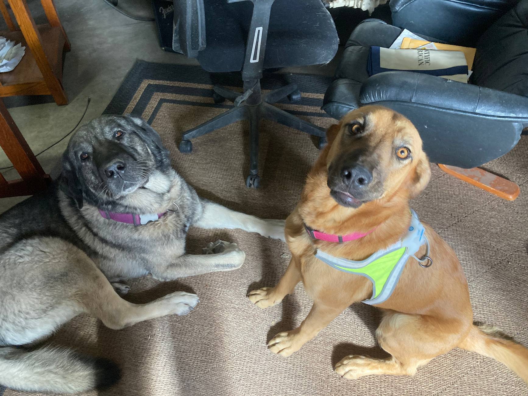 Jeep Gladiator Let’s see your pets cause they are the best companion you can have!!!!! Boris_Penny.JPG