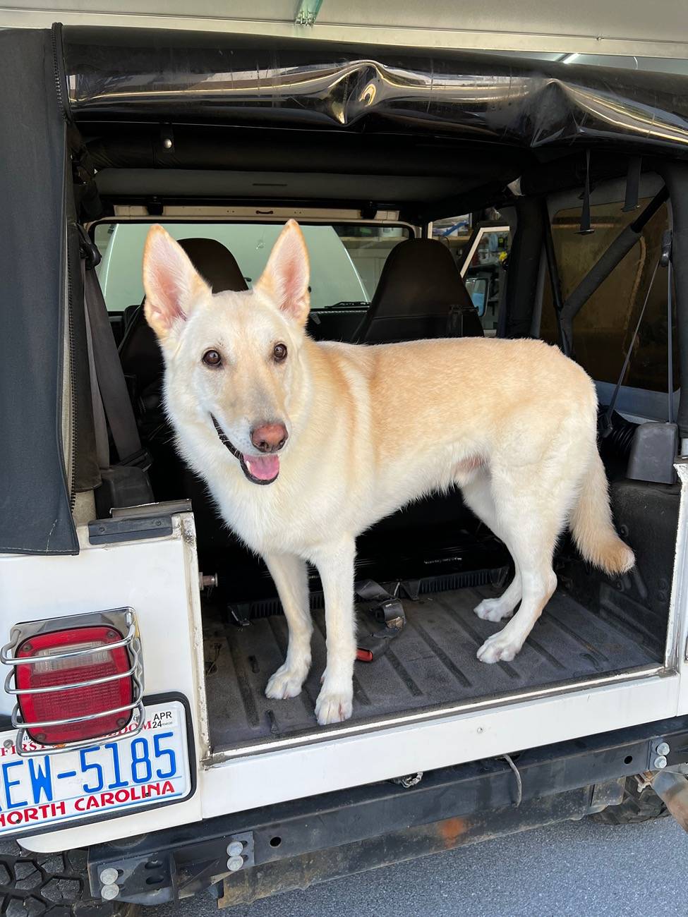 Jeep Gladiator Let’s see your pets cause they are the best companion you can have!!!!! IMG_9111