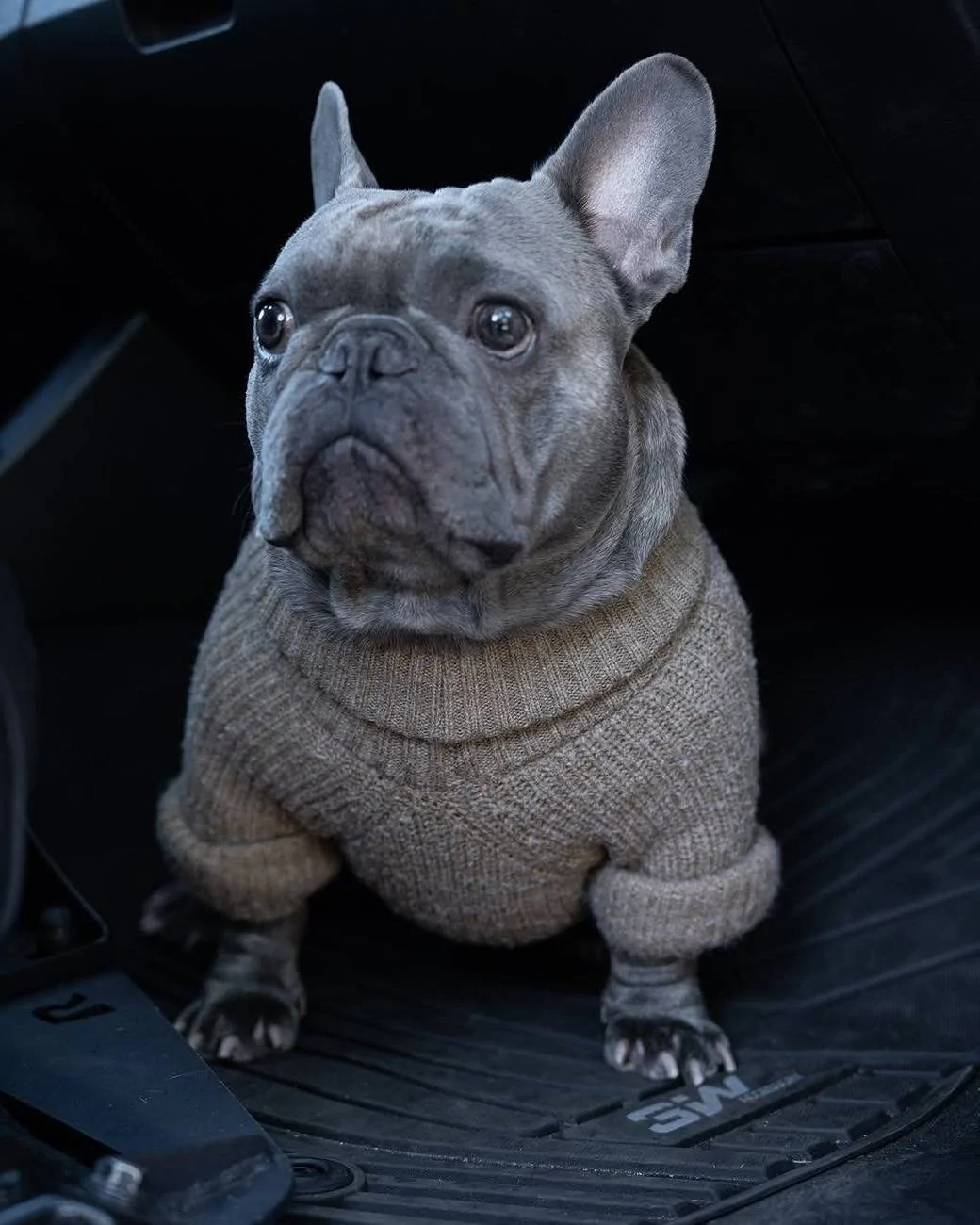 JG DOG (2).webp