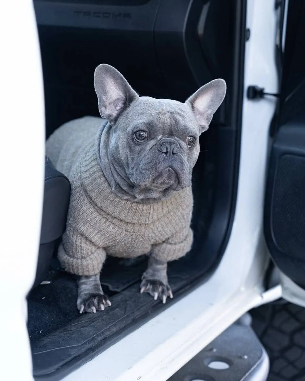 JG DOG (3).webp