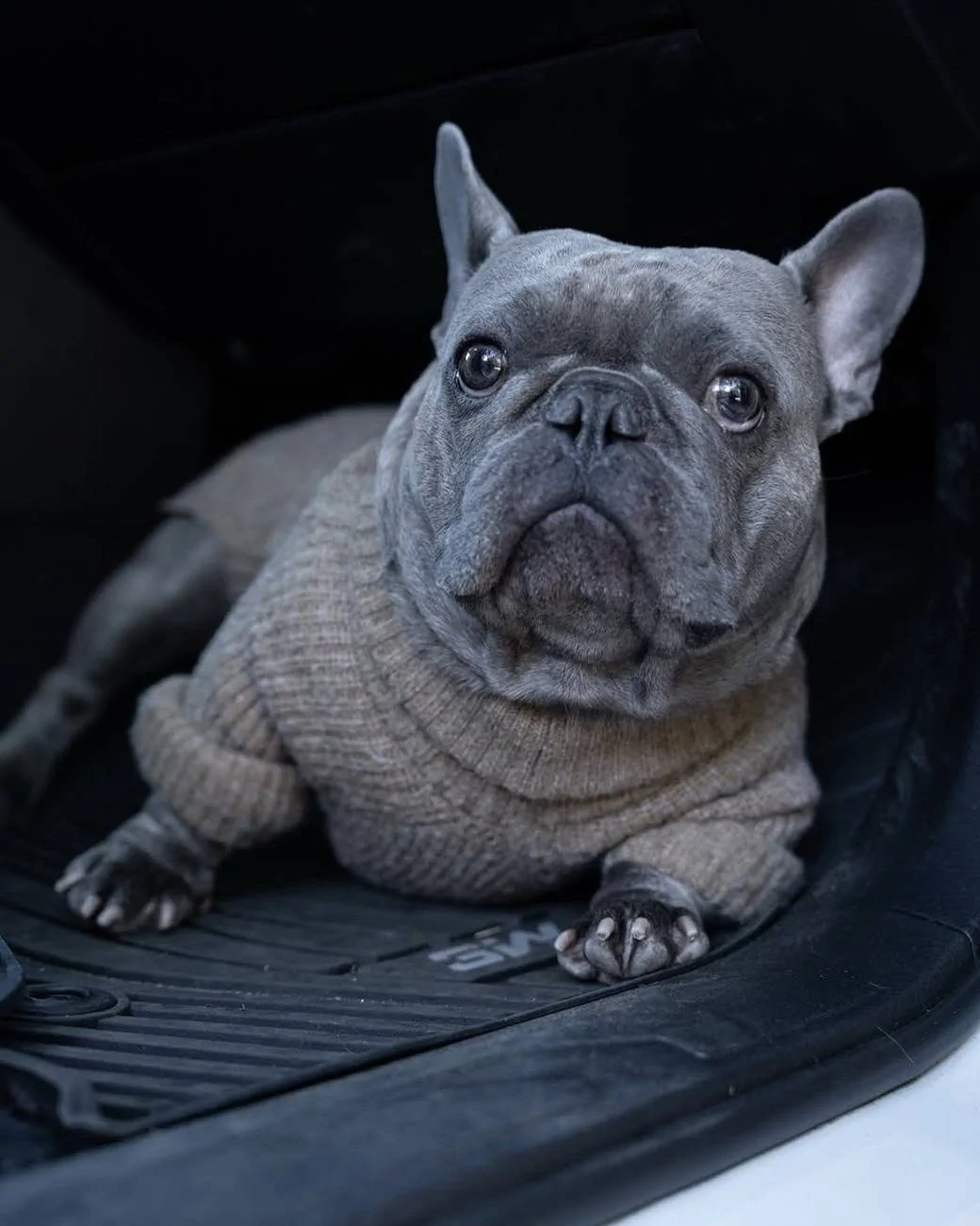 JG DOG (1).webp