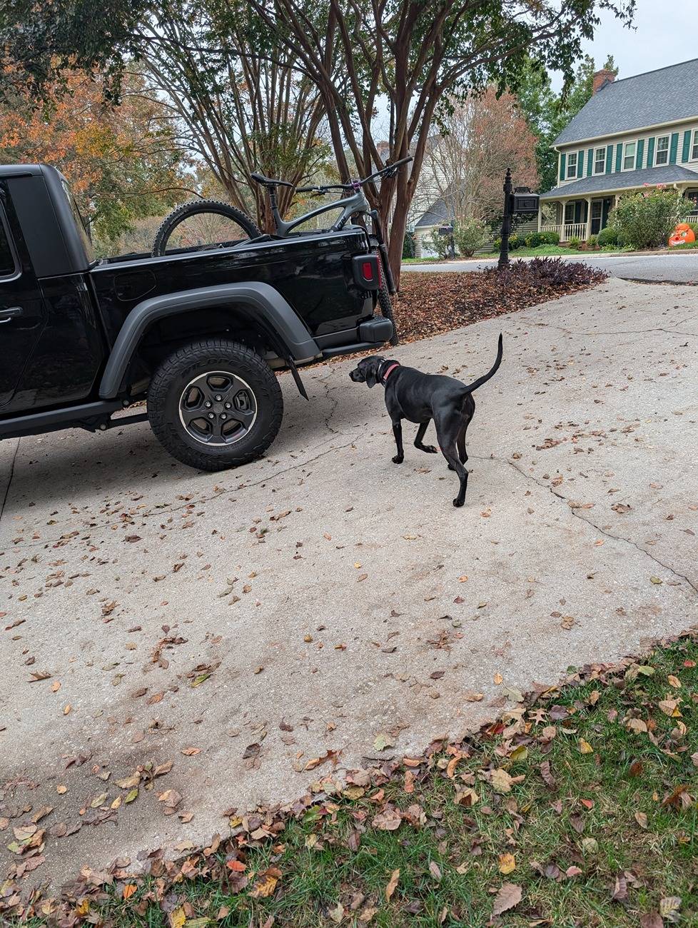 Jeep Gladiator Let’s see your pets cause they are the best companion you can have!!!!! PXL_20241027_133106340