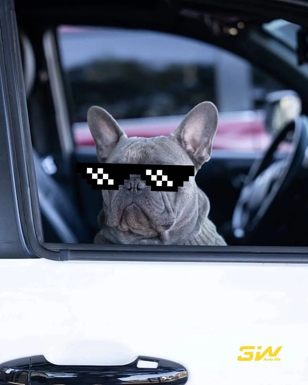 JG DOG (4).jpg