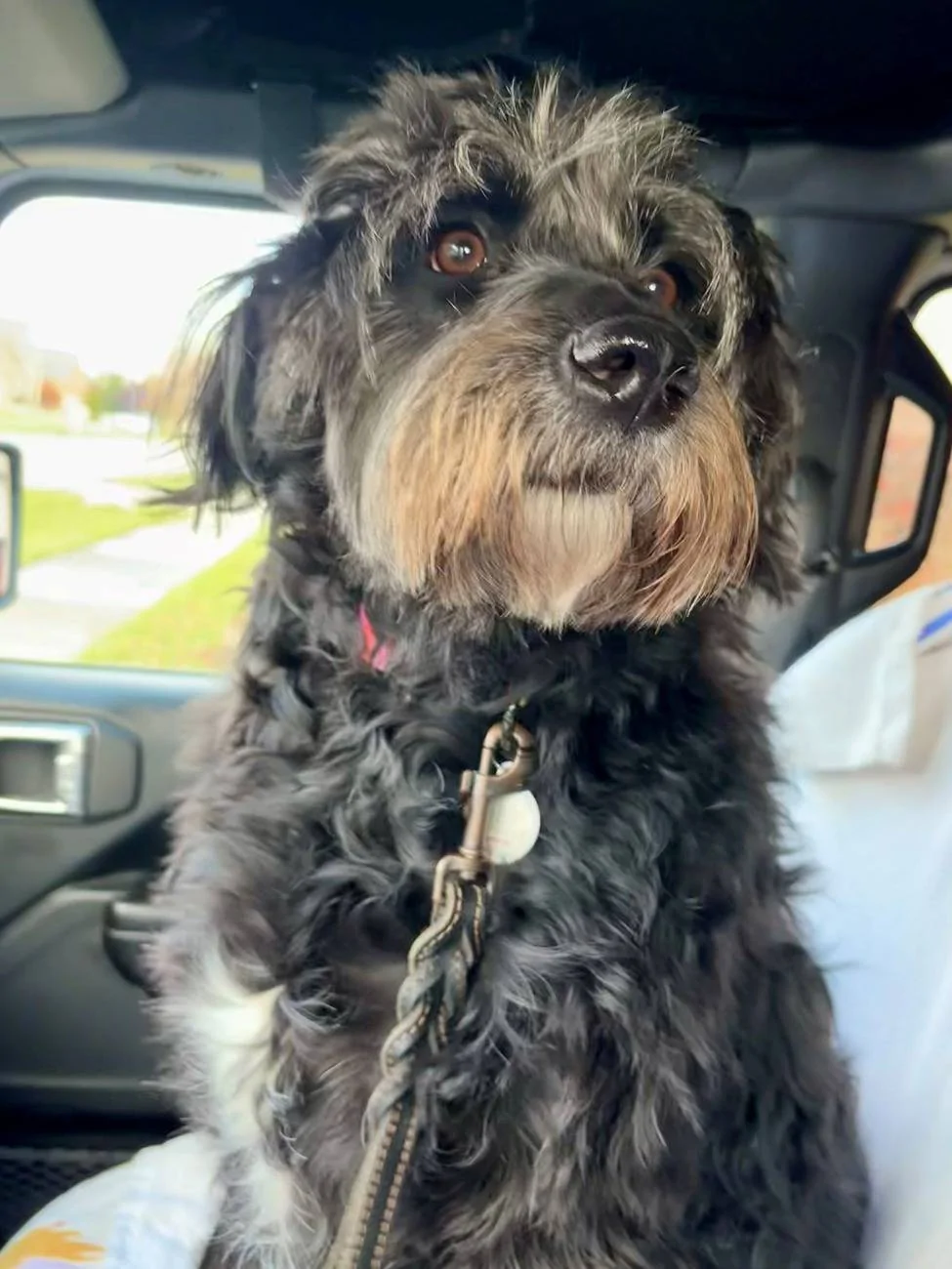 Jeep Gladiator Let’s see your pets cause they are the best companion you can have!!!!! Willow in Gladiator 2