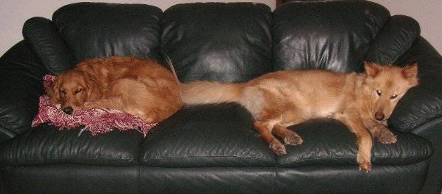 Jeep Gladiator O dogs_couch