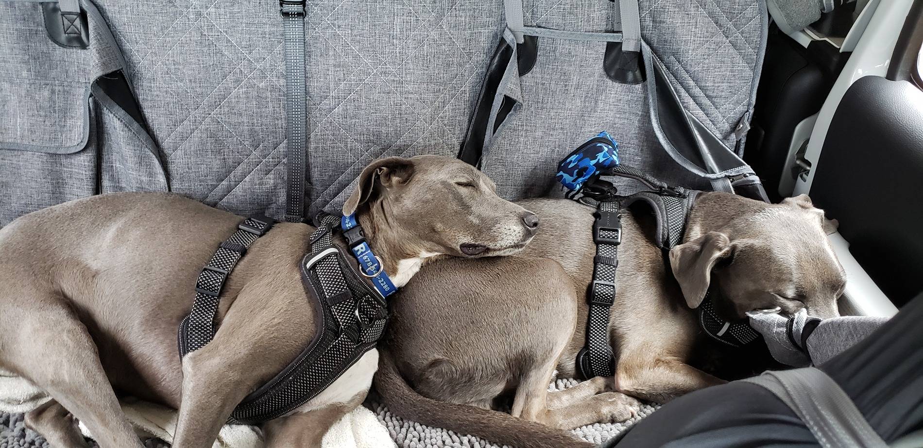 Jeep Gladiator Dogs and Jeeps 20240614_164409