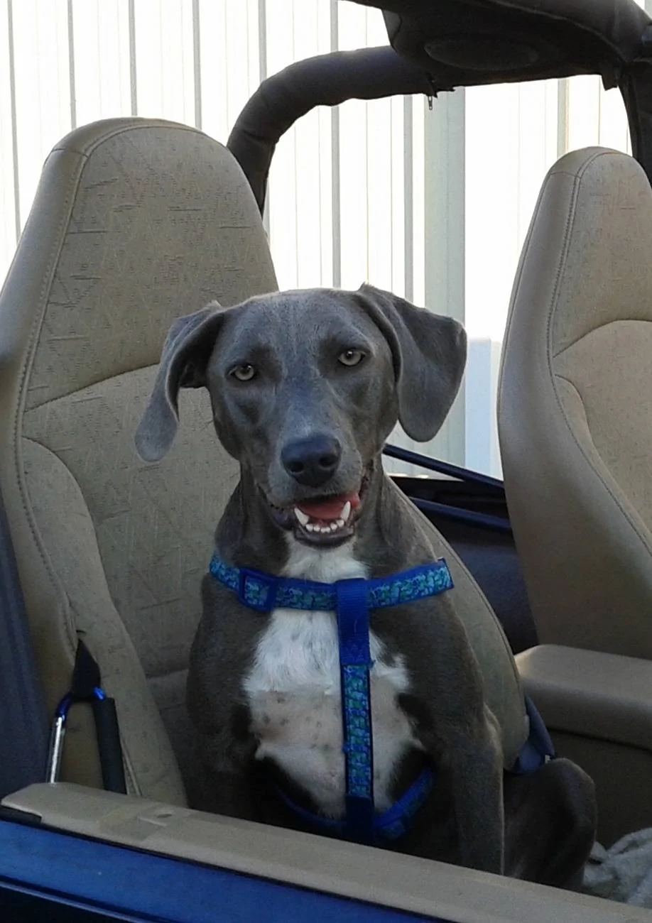 Jeep Gladiator Dogs and Jeeps 20190901_185308