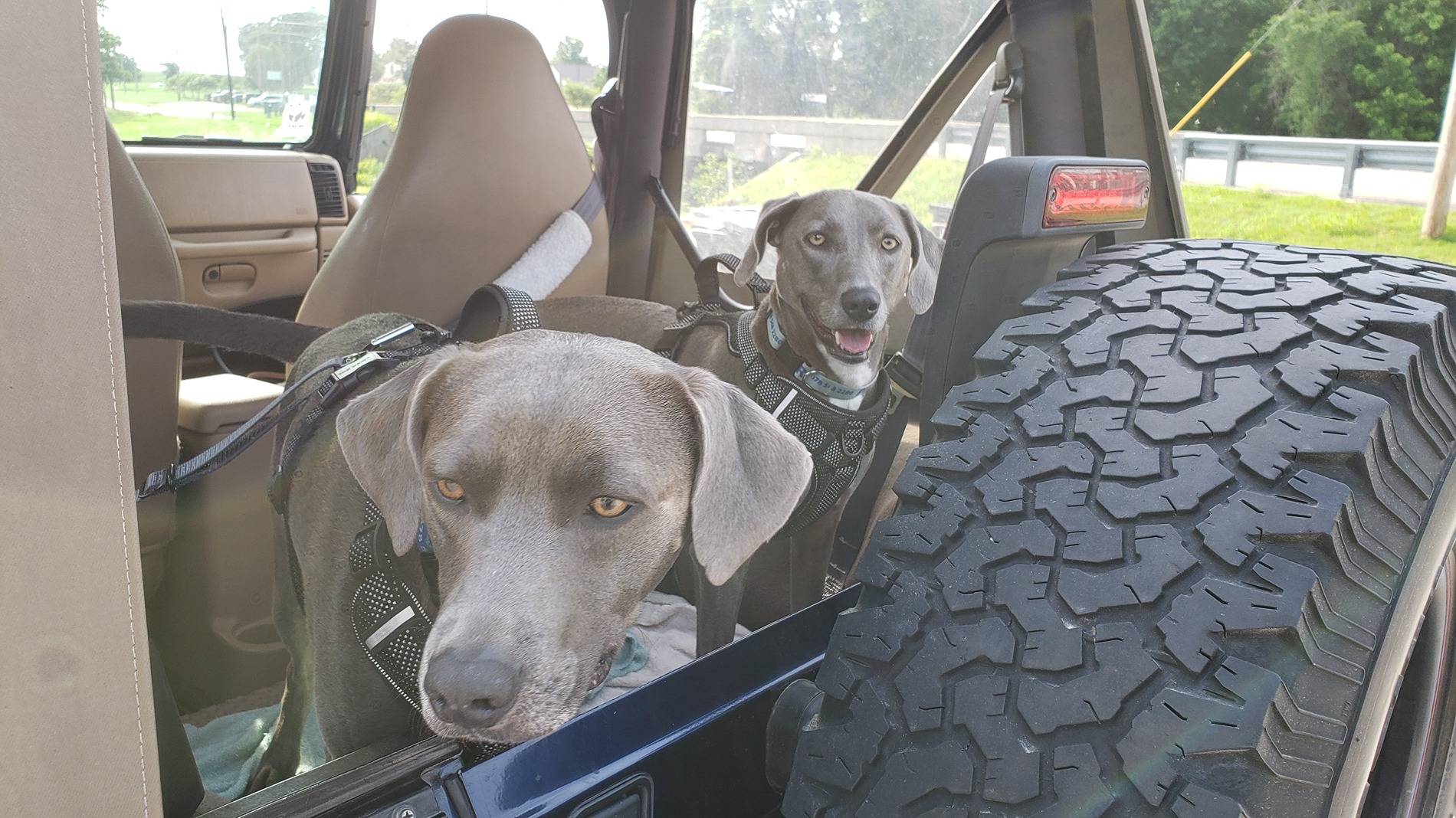 Jeep Gladiator Dogs and Jeeps 20220518_090958