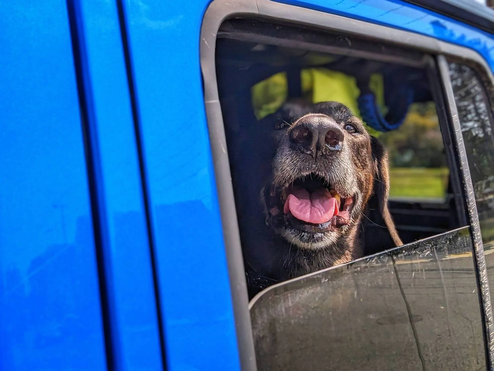 Jeep Gladiator Dogs and Jeeps PXL_20240814_154828601~2