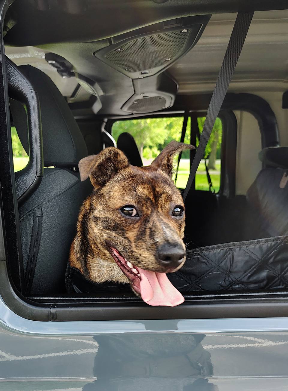 Jeep Gladiator Dogs and Jeeps Pu