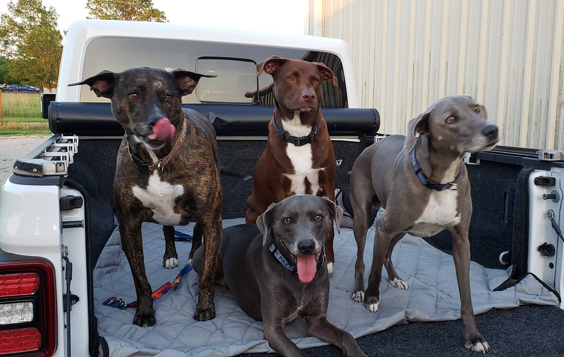 Jeep Gladiator Dogs and Jeeps 20250715_210609