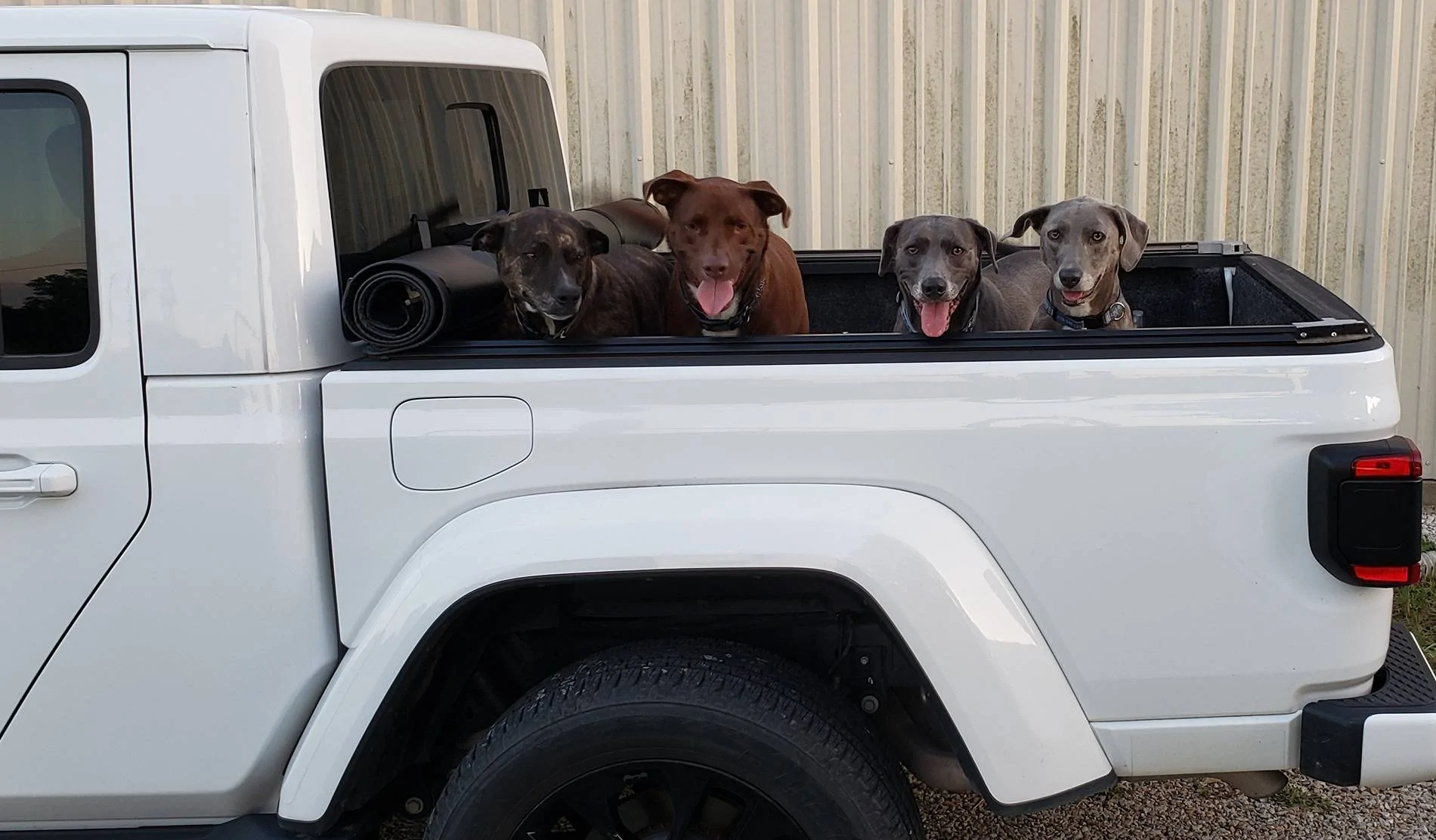 Jeep Gladiator Dogs and Jeeps 20250715_212734