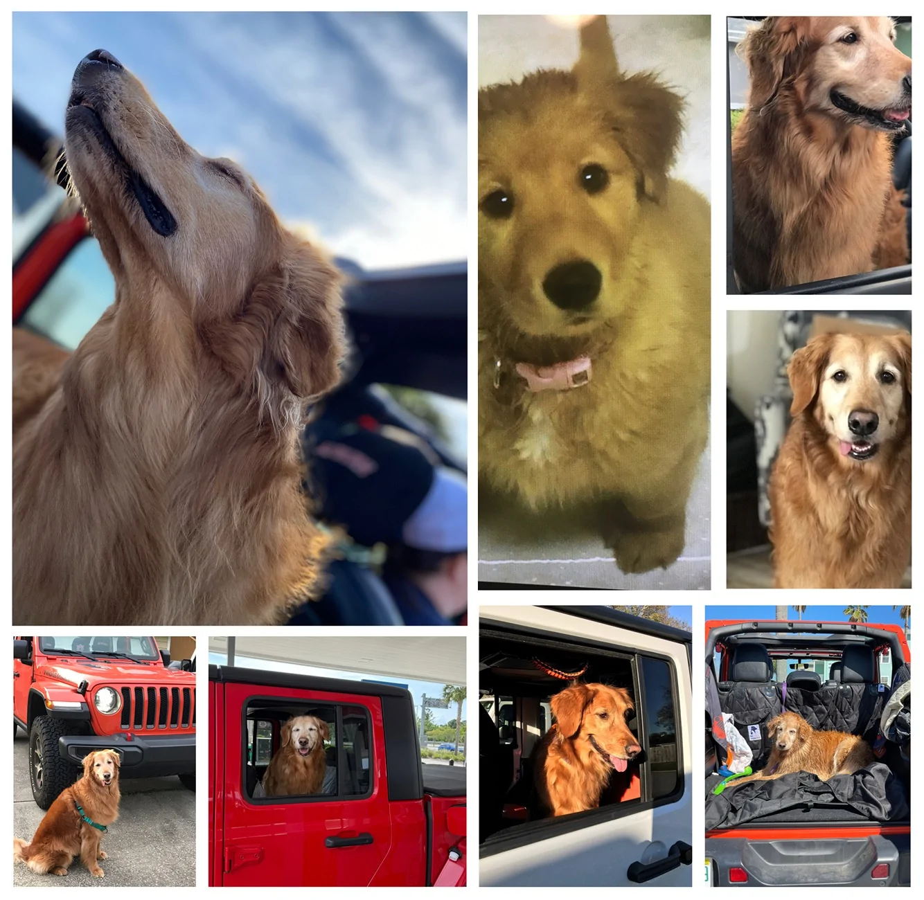 Jeep Gladiator Let’s see your pets cause they are the best companion you can have!!!!! IMG_9165