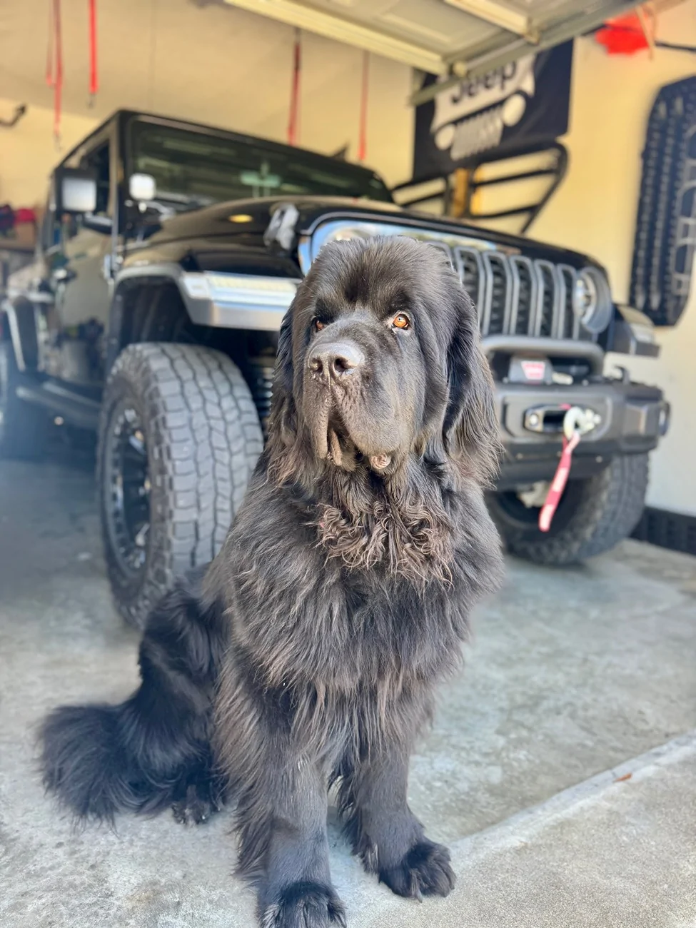 Jeep Gladiator Let’s see your pets cause they are the best companion you can have!!!!! IMG_6909