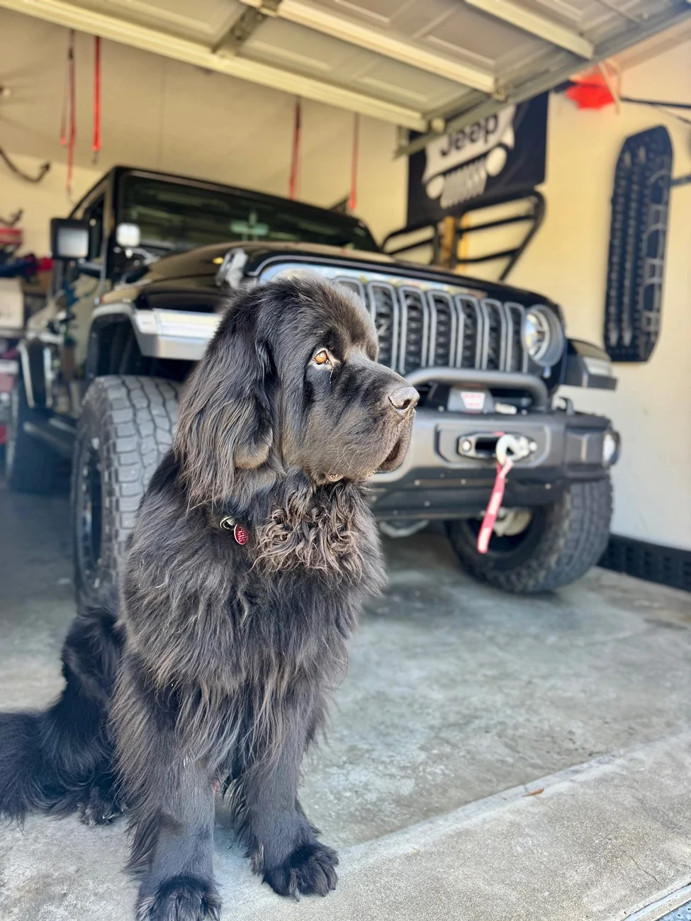 Jeep Gladiator Let’s see your pets cause they are the best companion you can have!!!!! IMG_6910