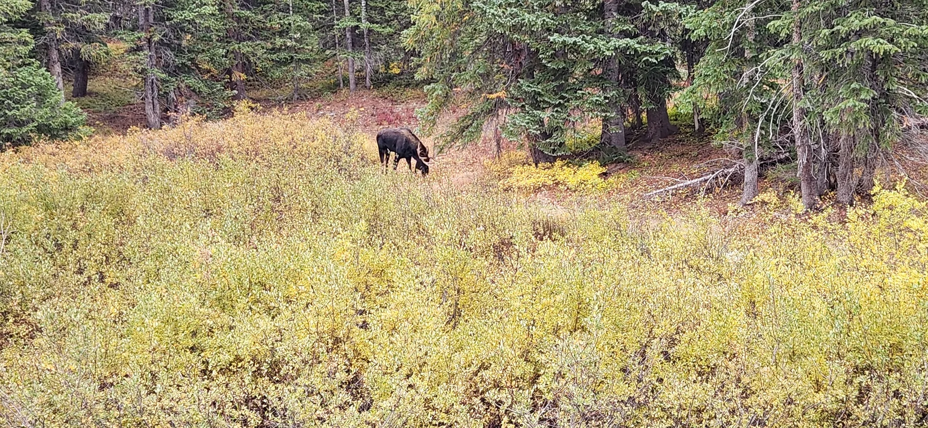 Jeep Gladiator Ouray Day 2. Black Bear Pass & Imogene Pass. 20250922_091236
