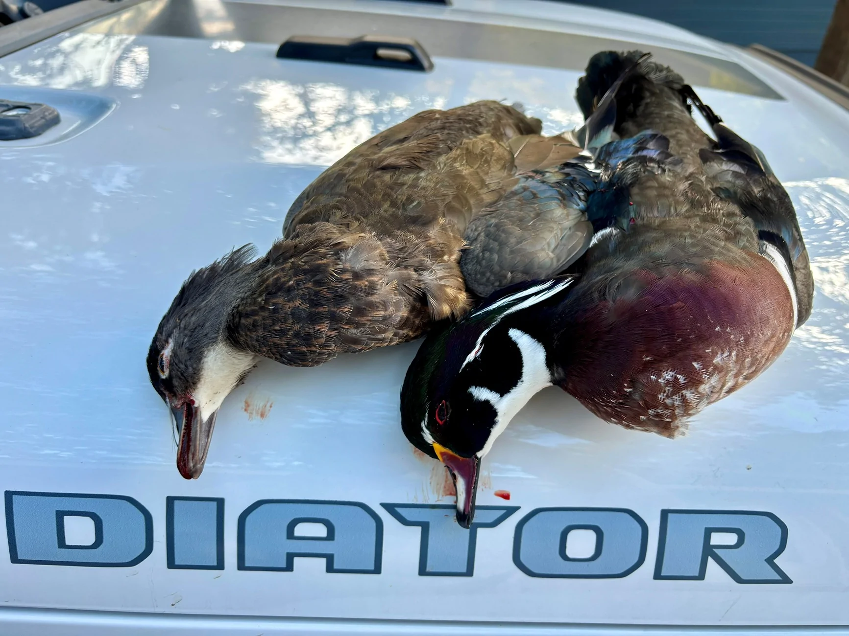 Jeep Gladiator Gun guys (and gals) Wood ducks 10_23_2025_2