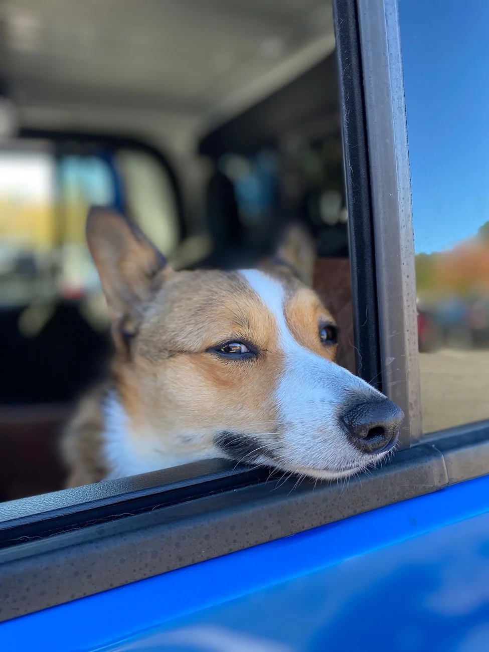 Jeep Gladiator Let’s see your pets cause they are the best companion you can have!!!!! IMG_2386