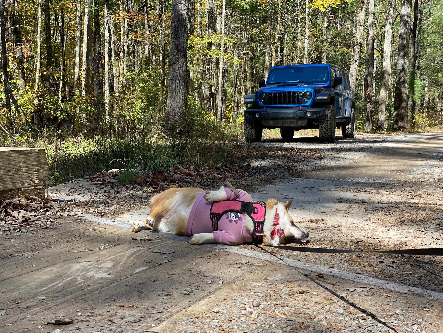 Jeep Gladiator Let’s see your pets cause they are the best companion you can have!!!!! IMG_2478