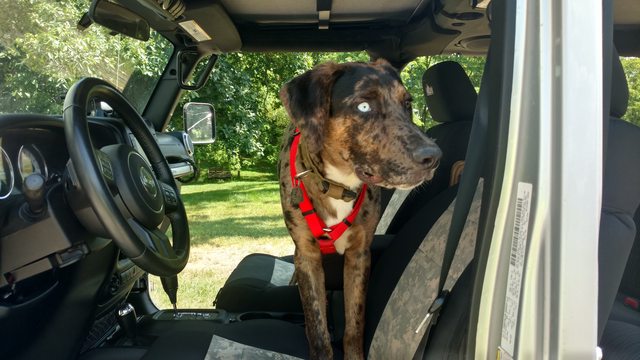 Jeep Gladiator Let’s see your pets cause they are the best companion you can have!!!!! wTGwhzMl