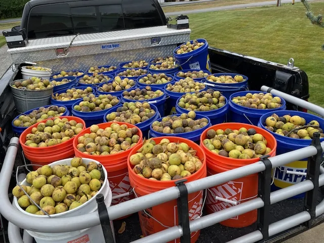 Jeep Gladiator Trade my JLU for a JT? Truck full of walnuts in buckets
