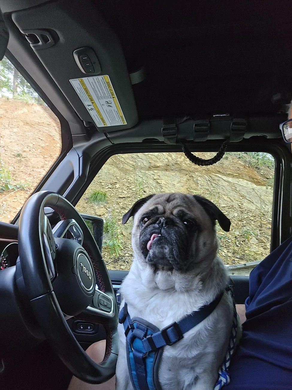 Jeep Gladiator Let’s see your pets cause they are the best companion you can have!!!!! 20251006_165633