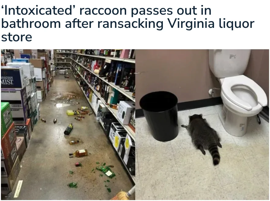 drunk racoon.webp