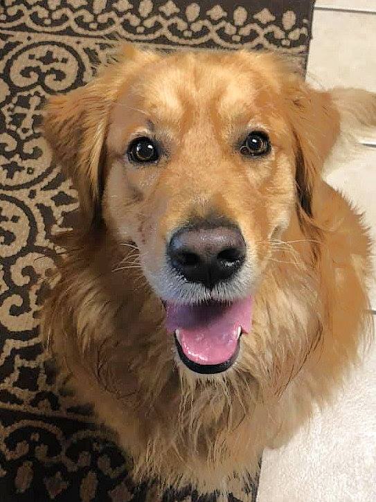 Jeep Gladiator Let’s see your pets cause they are the best companion you can have!!!!! BOONE FACE