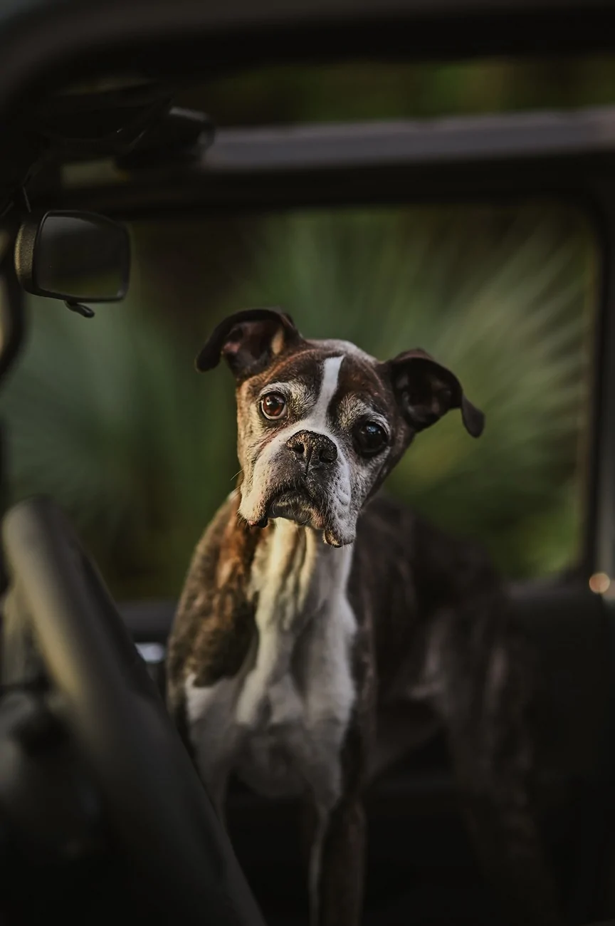 Jeep Gladiator Let’s see your pets cause they are the best companion you can have!!!!! DSC_4999