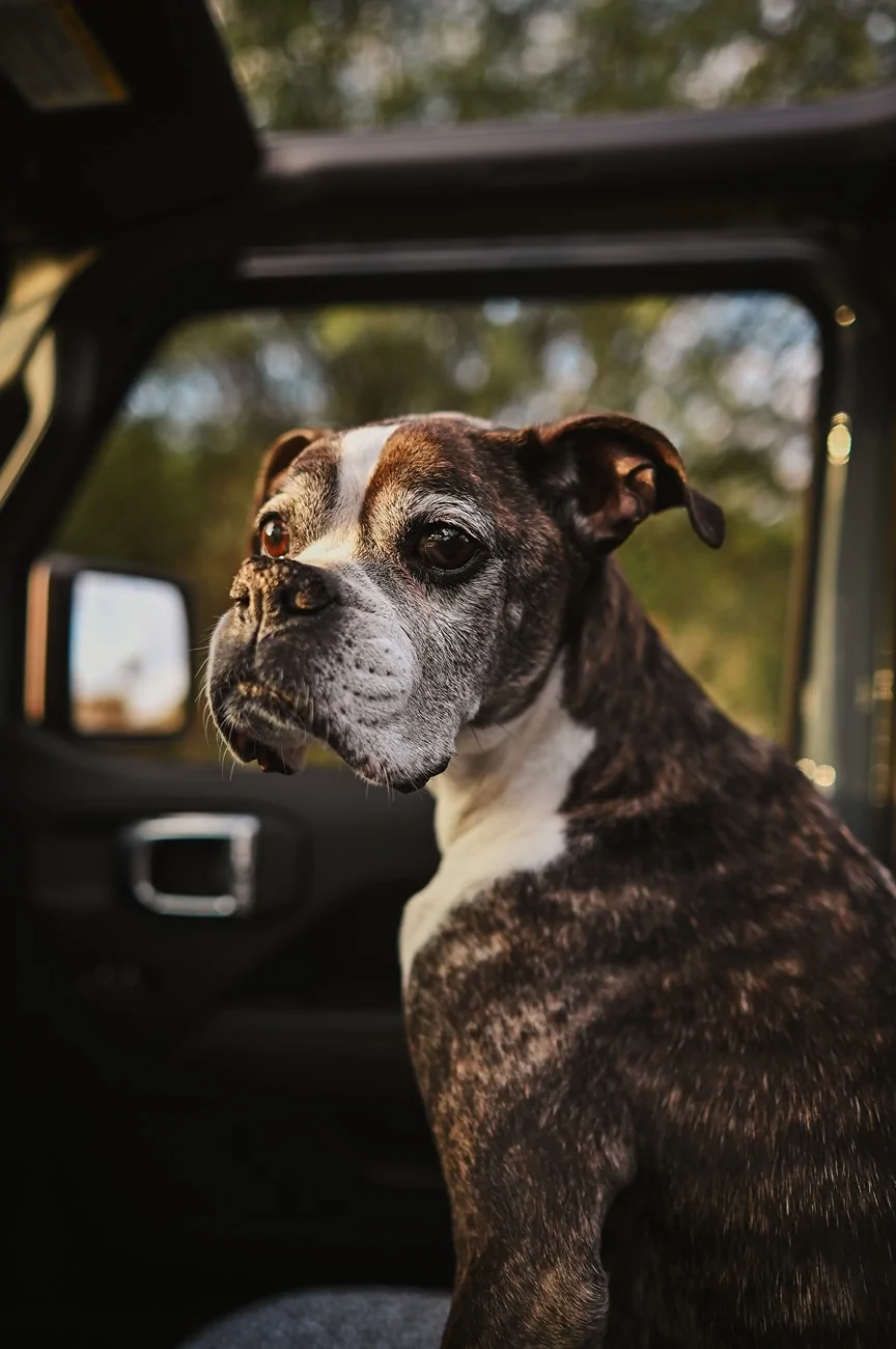 Jeep Gladiator Let’s see your pets cause they are the best companion you can have!!!!! DSC_4991