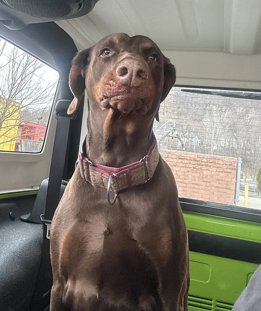 Jeep Gladiator Let’s see your pets cause they are the best companion you can have!!!!! IMG_3289g