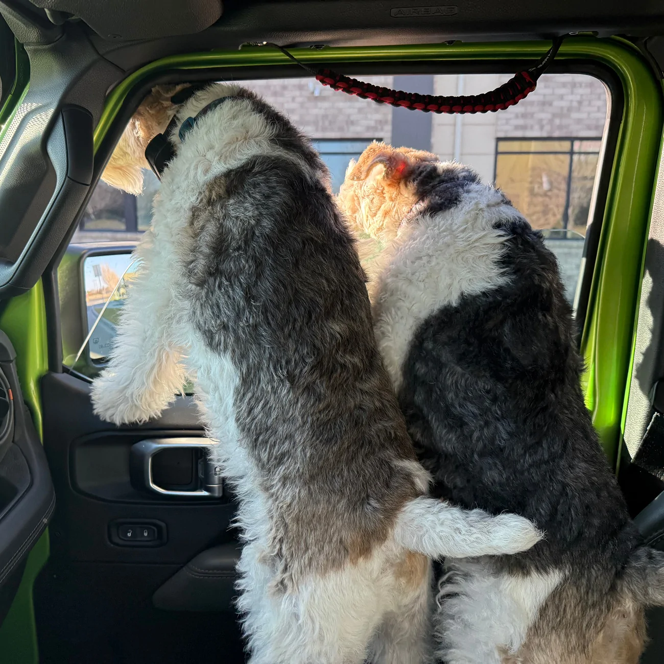 Jeep Gladiator Let’s see your pets cause they are the best companion you can have!!!!! IMG_3150