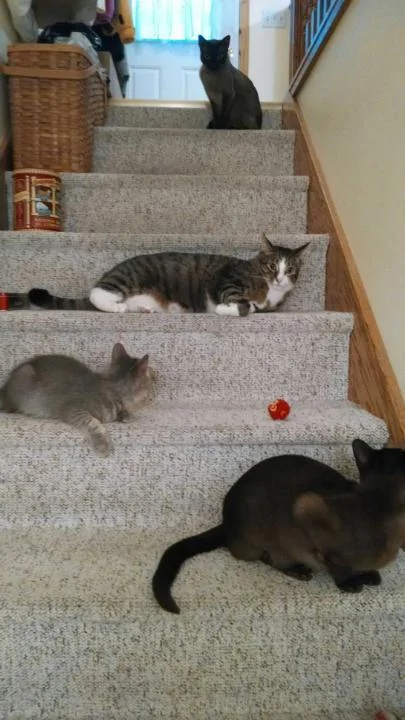 Jeep Gladiator O cat-gang-on-stairs
