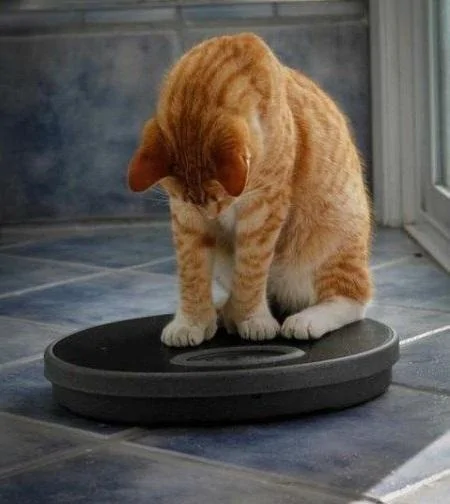 Jeep Gladiator weight check in cat-on-scal
