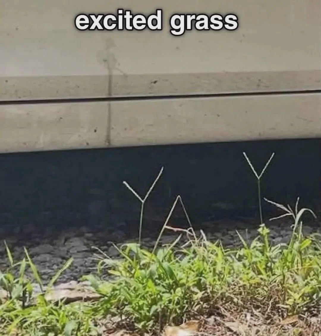 Jeep Gladiator O hyped-grass-v0-z3htgb4257sg1