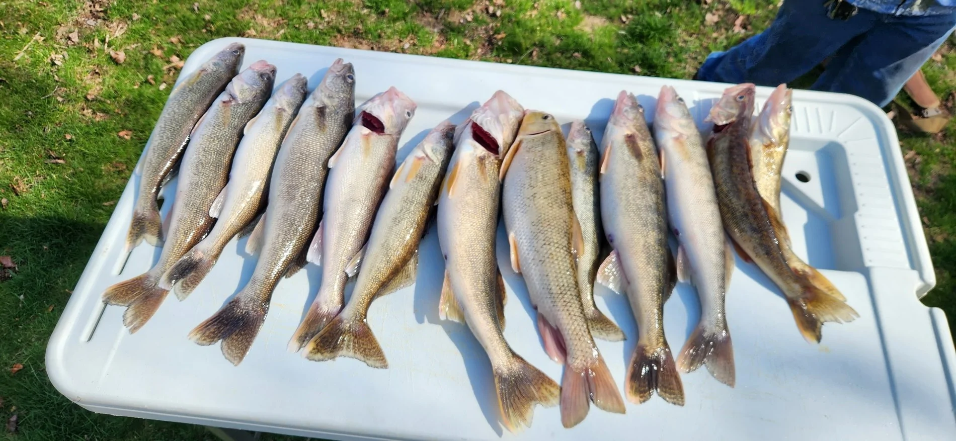 Jeep Gladiator What Did you, Or Are You Cooking Today? Walleye 2