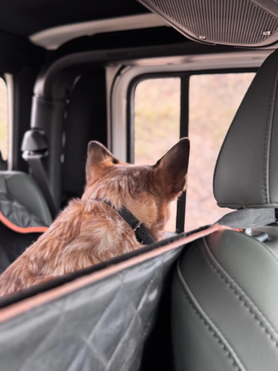 Jeep Gladiator Let’s see your pets cause they are the best companion you can have!!!!! IMG_4937