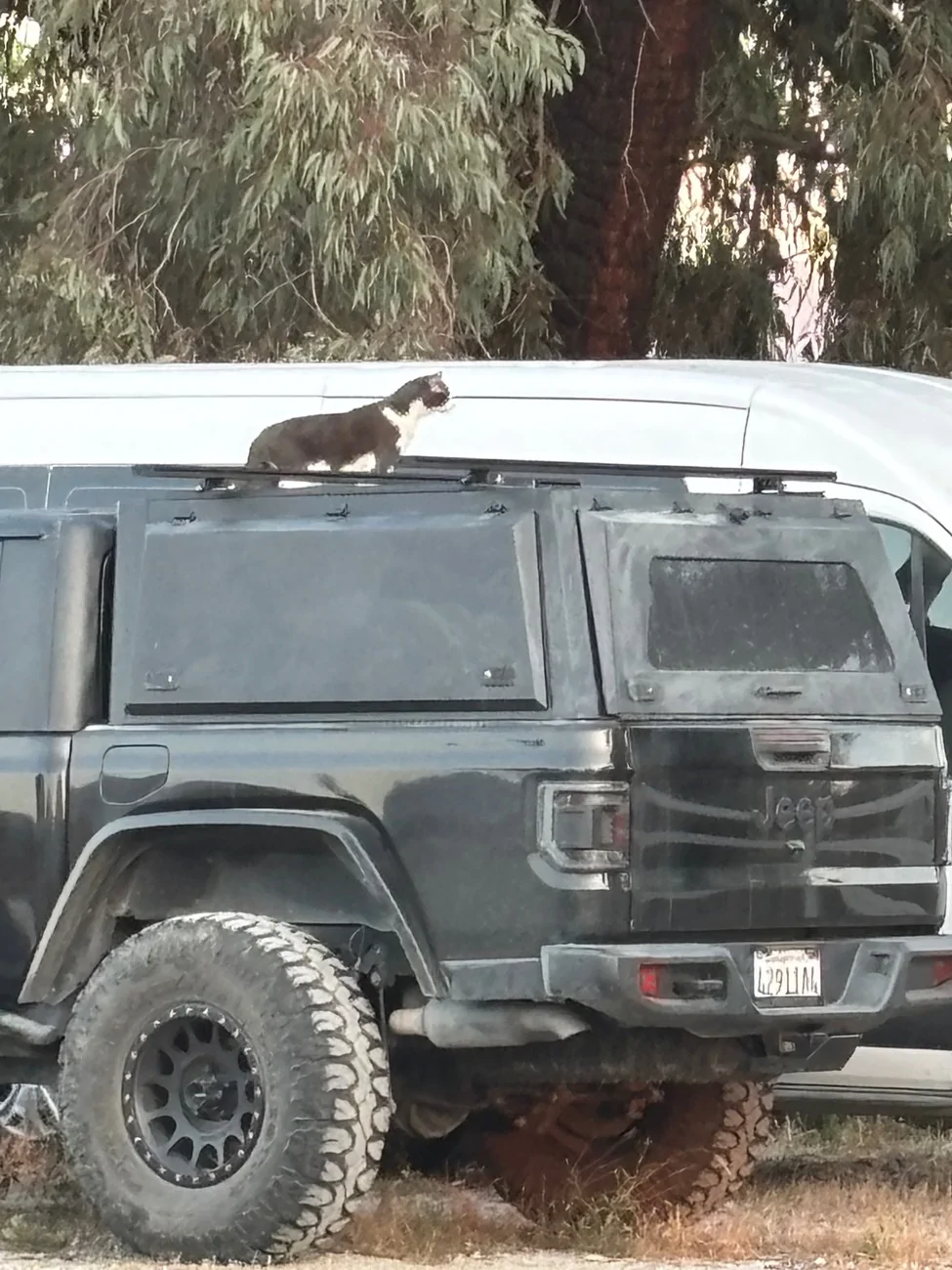 Jeep Gladiator Let’s see your pets cause they are the best companion you can have!!!!! IMG_2127