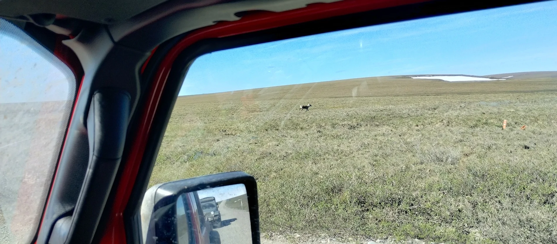 Jeep Gladiator Big Lake, AK to Deadhorse (Prudhoe Bay) and back 19_Caribou