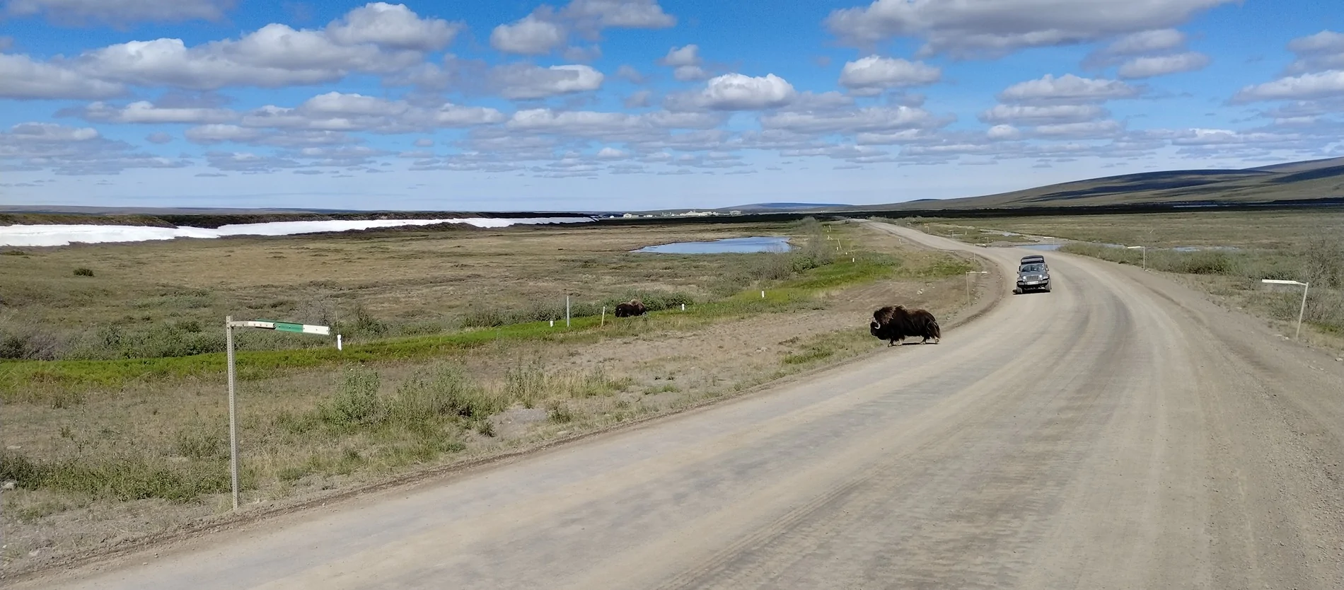 Jeep Gladiator Big Lake, AK to Deadhorse (Prudhoe Bay) and back 20_2MuskOx