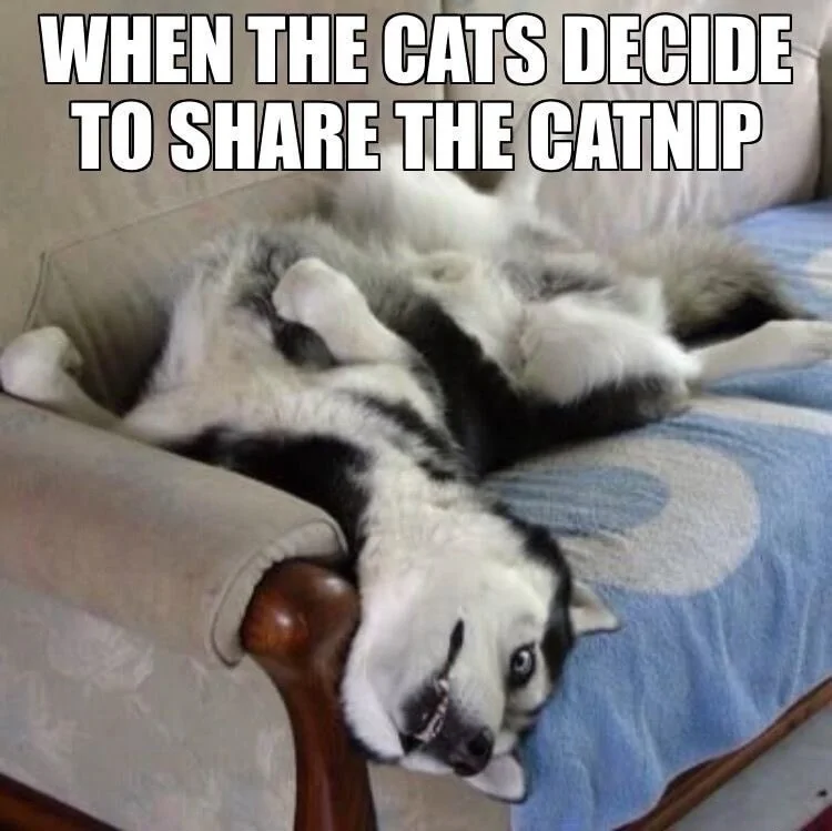 Jeep Gladiator O e0e2f7eef6956809fd61a0f14778ca2e89248f1be00e8cb404c4029337f0f5a3_1