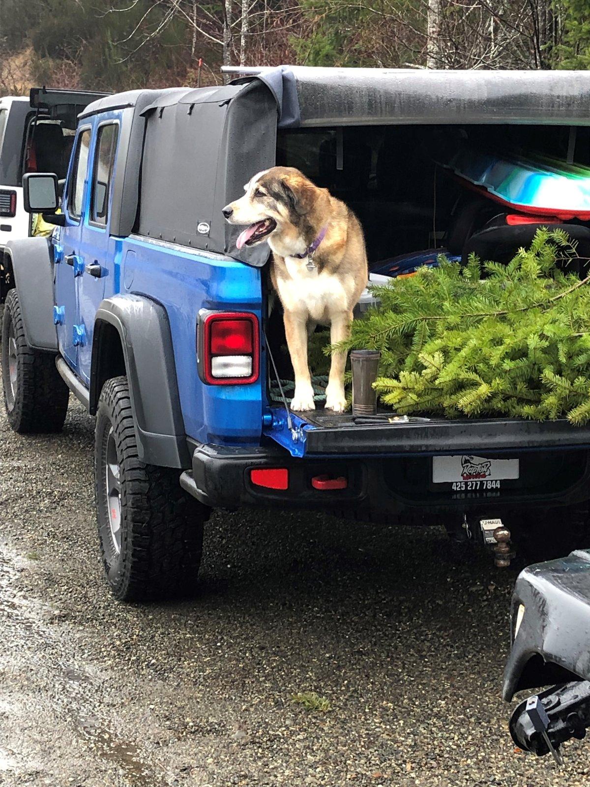 Jeep Gladiator Glad(iator) Dogs! Let's see 'em! Mr Wilson