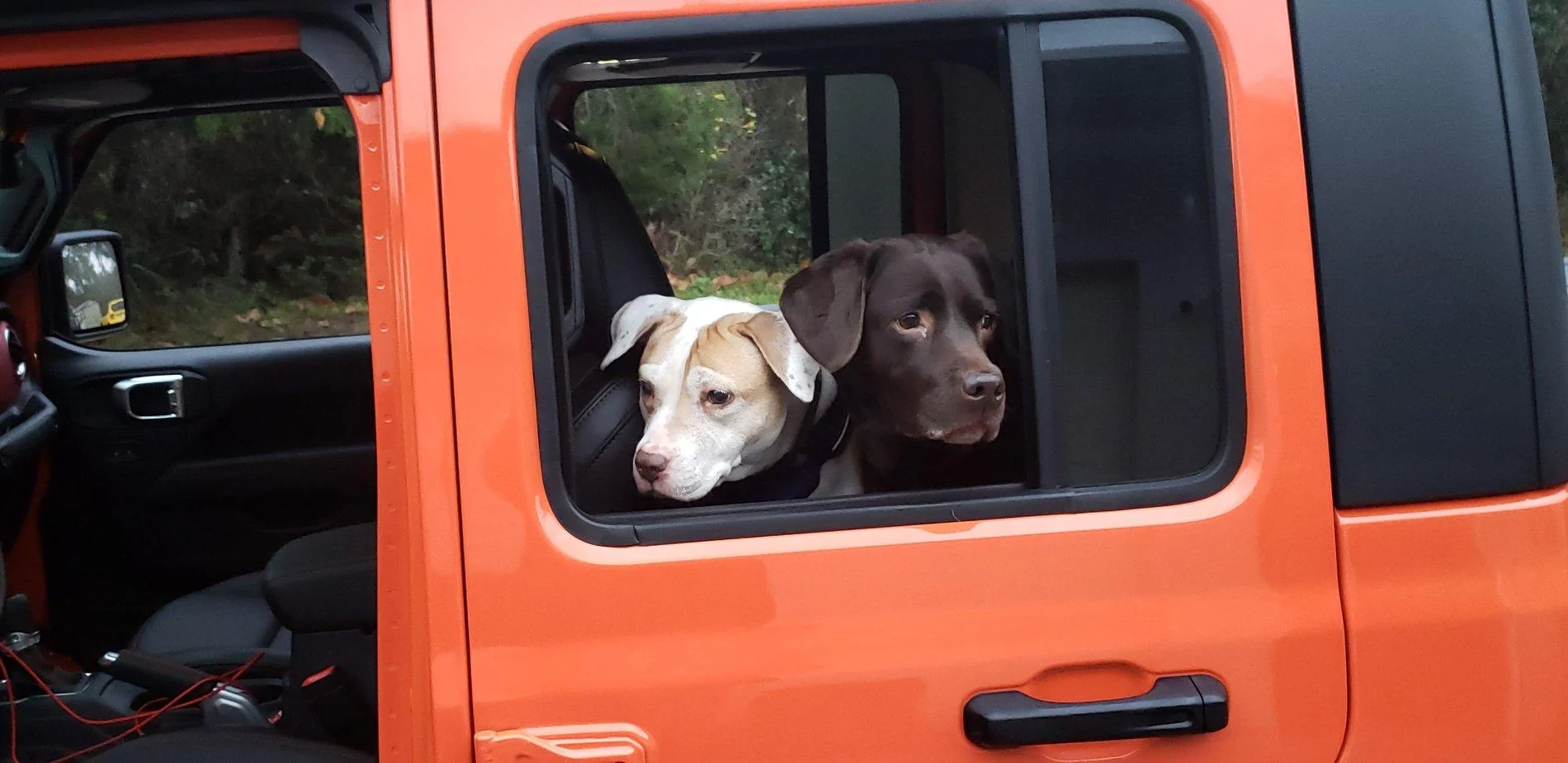 Jeep Gladiator Glad(iator) Dogs! Let's see 'em! 20200131_073007