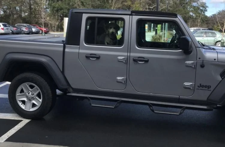 Jeep Gladiator Glad(iator) Dogs! Let's see 'em! 721C97D8-017B-47D2-A98D-0AD367F3926B