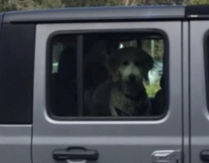Jeep Gladiator Glad(iator) Dogs! Let's see 'em! 80F045B3-D1A7-4671-95B0-2F8F597280AF