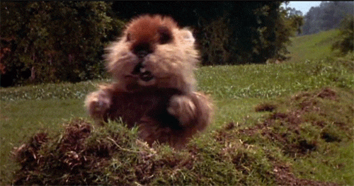 Jeep Gladiator Groundhogs in Gladiators giphy