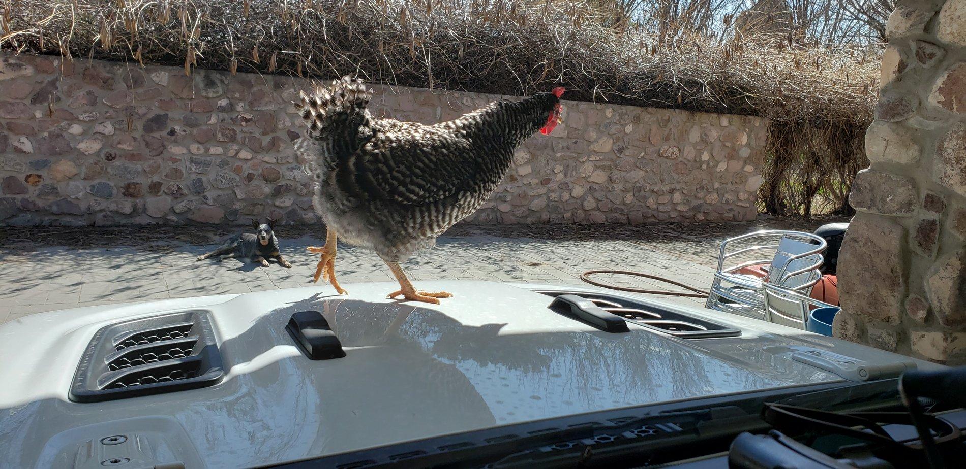 Jeep Gladiator What did you do TO your Gladiator today? [ADMIN WARNING: NO POLITICS, NO GUN TALK] 20200222_124151