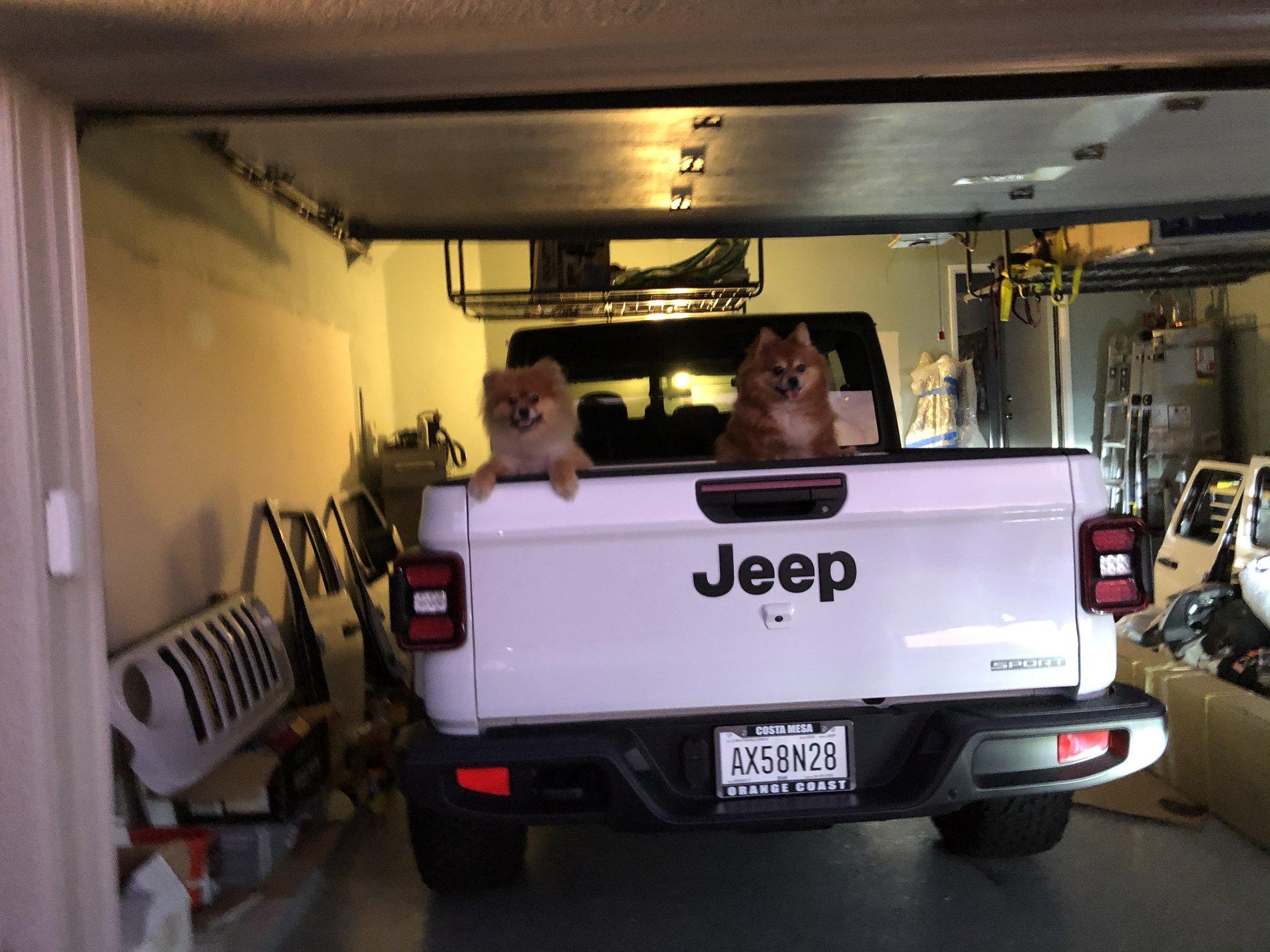 Jeep Gladiator Glad(iator) Dogs! Let's see 'em! 78D3BD95-BD4D-4162-9422-B5D58CAC3B7C