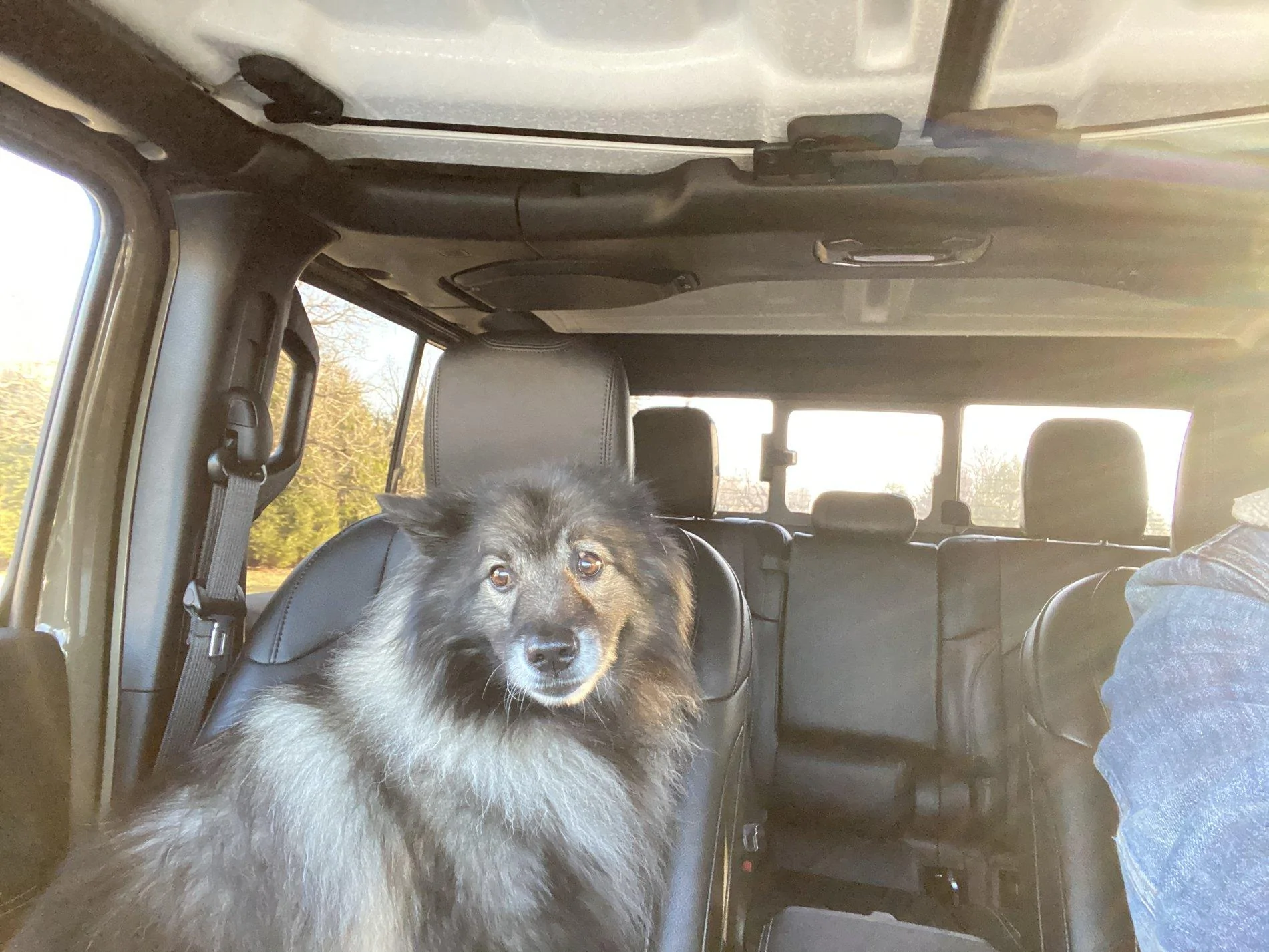 Jeep Gladiator Glad(iator) Dogs! Let's see 'em! 3FC58666-E88C-43A5-9FC6-2ACE629F27B3